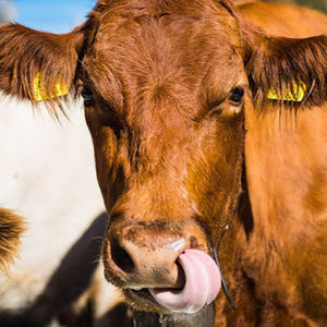 Meet your Posher, Caroline